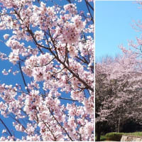 桜を求めて万博記念公園に🌸