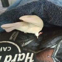 しーちゃんを探してるぽんちゃん