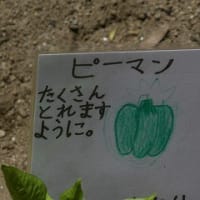 5月17日(金)　夏野菜の植え付けがありました。(わくわく隊・2年生)