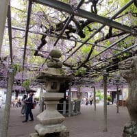 2025 　千年フジ開花情報　④最終５/２