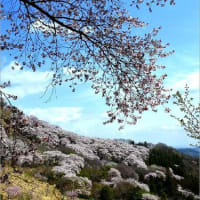 盛春桜山