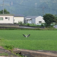 飛びそうで飛ばないアオサギ