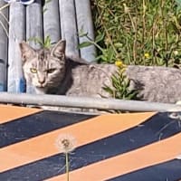 高価な子なのかも知れない
