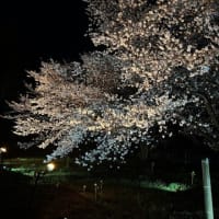 ファミーユ夜桜ライトアップ