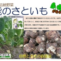 「田能の里芋」！！「尼崎の伝統野菜」！！