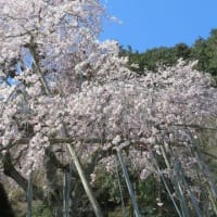 揖斐郡池田町の霞間ヶ渓にへ桜を見に・・・