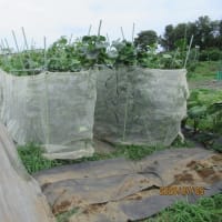 通路に防草シート