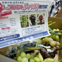 2020コロナ禍でも安心して楽しめる密にならない勝沼ぶどう狩り。無農薬低農薬なのに安くて美味しい