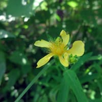 今日も向島百花園です