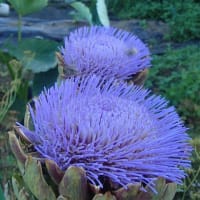 最後のアーティチョークと真夏を飾る花たち　
