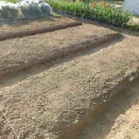 2025年＿タマネギ（極早生）の収穫