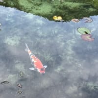 名もなき池・通称モネの池
