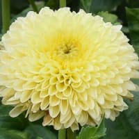 タンポポ