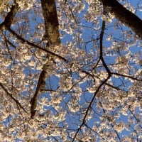 🌸season🌸