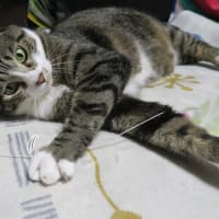 眠くたってお約束だから