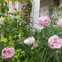 花が咲く時　⑥ 〜香りたつ庭から〜
