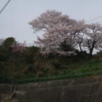 サクラの季節になりましたネッ
