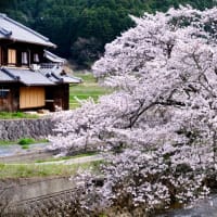 桜とランドセル-奈良県奈良市：柳生町