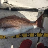 関門工業のいんちく５で真鯛を釣る！！（鹿児島県錦江湾） 