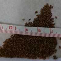 パンジーの種蒔き(2種類目)