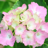 秋吉台と紫陽花