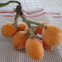 リネントレイの新顔たち・・・