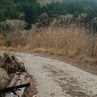林道をひさしぶりに