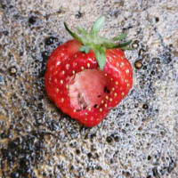 今年はイチゴの被害を最小限に！ #イチゴ栽培
