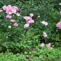 相模原北公園の薔薇
