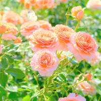 薔薇は薔薇らしく　あなたはあなたらしく