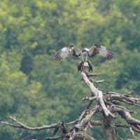 ミサゴ夫婦の秘め事