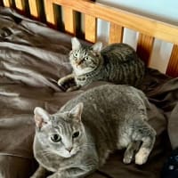 でへへの　こたつくん。