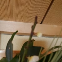 建国記念日に神棚の梅の花が咲いたo(^o^)o