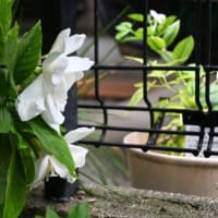 オオヤエクチナシが開花