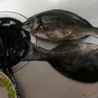 チーズハンバーグとメジナの刺身