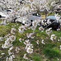 相模川の大島キャンプ場の桜まつり
