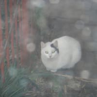 　ふしぎ現象だ！　【不思議だな　オーブが飛び交う　野良猫だ】　オーブ川柳　　　【　終わりあり　又つぎ進歩　始めあり　】終わり川柳