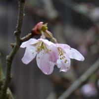 桜、咲く！！