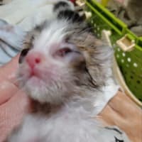 こまちゃん保育園-ぱんだちゃん、ウサちゃん。輪花ちゃん、どんちゃん、レイちゃん、みーくん。六匹