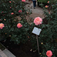 神代植物公園のバラ2011秋548