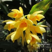 タイミンセッコク 大明石斛 - 蘭すきです 開花記録・・・暮らし