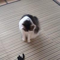 記事がない時のソウタ頼み。その2。