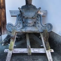要法寺　カモの引っ越し