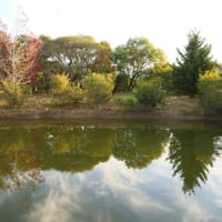 大きな庭付き一軒家のお宿: Margaret River Manorにて  〜by空倶楽部（二日遅れ）