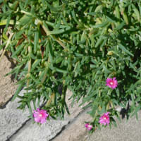 遅咲き松葉菊