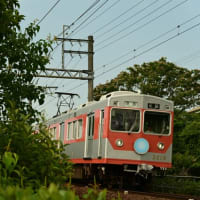 晴れた日に合歓の花と