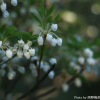 「灯台躑躅/どうだんつつじ×6枚。」