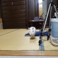 抜け毛の頃のしろんの月命日🌟