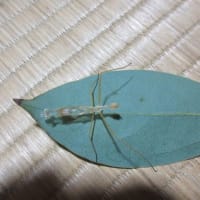 脱皮所