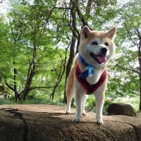 秋田犬？？